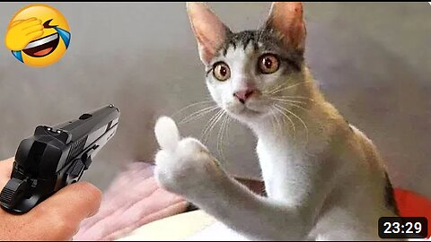 Animal funny video discount
