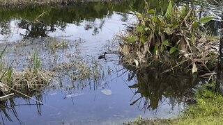 Afternoon Walk With Wildlife 4K