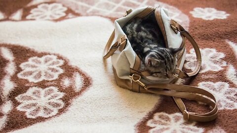 Kitty on warm bed in carry bag resting top view