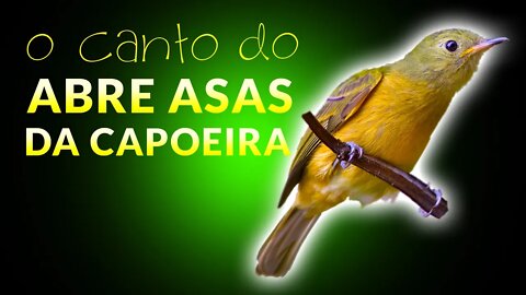 Som dos Pássaros na Floresta com o ABRE ASAS DA CAPOEIRA (Supi) - Canto da Abre Asa