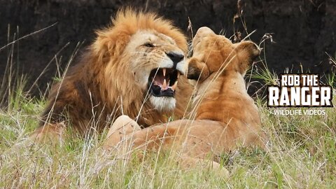 Lion Loving In The Marsh | Maasai Mara Safari | Zebra Plains