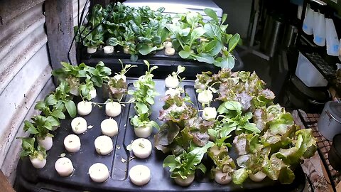 Mouse Eats Aeroponic Seedlings