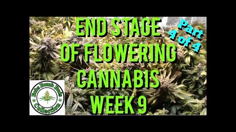 Cannabis, Final Stage of Flowering The Flushing Stage, Week 9 (Part 4 of 4)