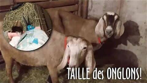 🐐 TAILLE des ONGLONS des CHÈVRES, faut le faire! - #137