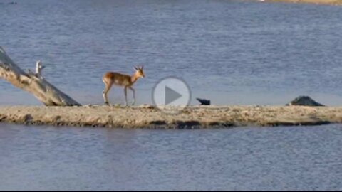 CROCODILE ATTACK POOR DEER,MUST WATCH,VIRAL,