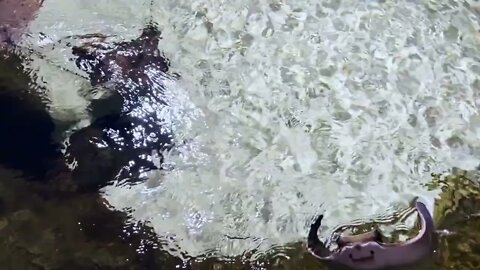 Stingray Fish In A Pool Swim To Surface