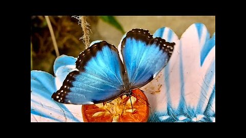 Beautiful Rainforest Butterflies