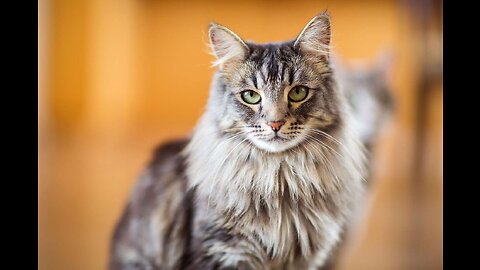 15 Best Cat Breeds for Kids