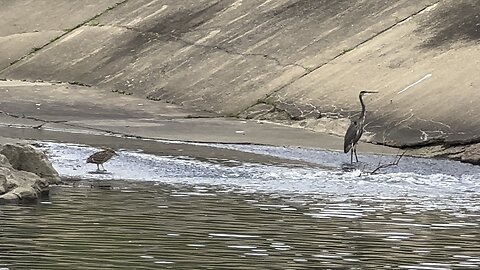 Brown Heron & Great Blue Heron 2