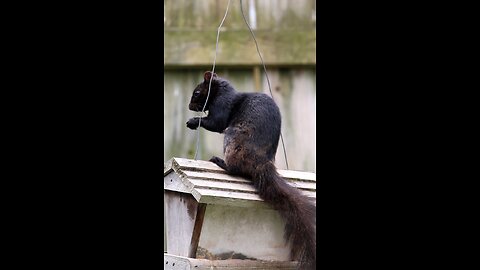 Squirrel Eating Bird Seed