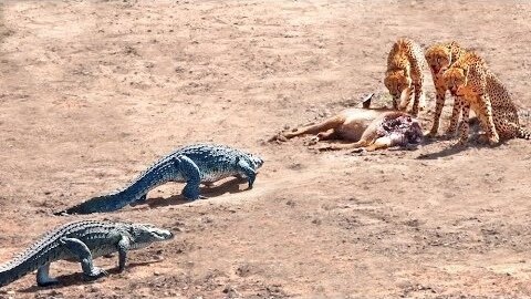 2 Crocodiles Chase 3 Cheetahs off Buck