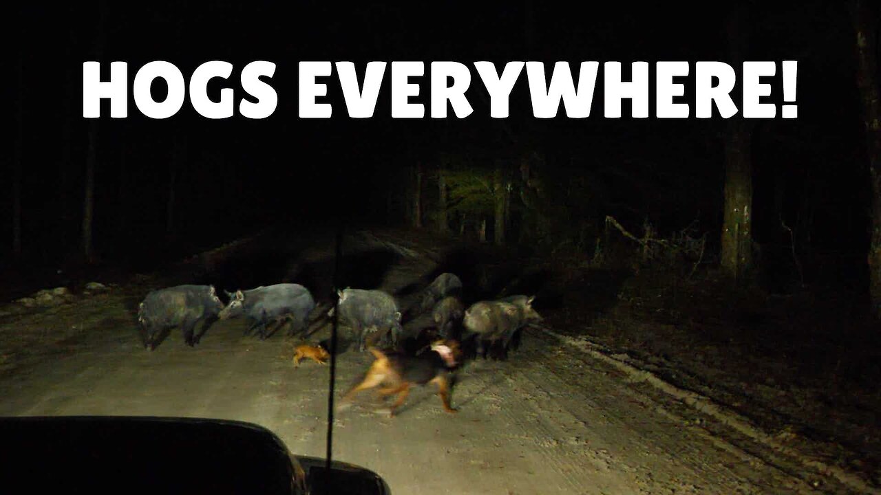 Hog Hunting With Dogs Hog hunting with dogs