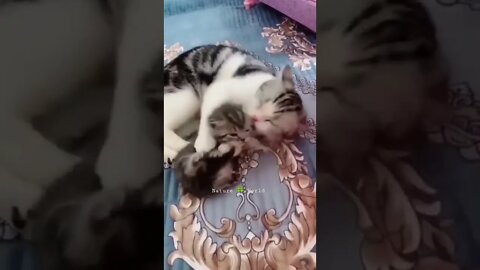 प्यारी सी बिल्ली मस्ती करती हुई😘Cute Cat Having Fun👈