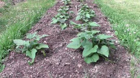 Happy 4th of July sweet potatoe update