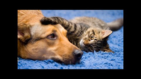 Funny Cat and Dog Videos Compilation