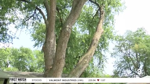 Property owner fighting to save neighborhood tree