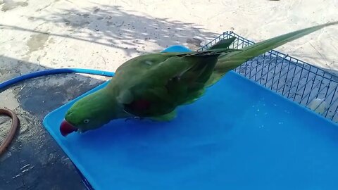 CUTE PARRORT BATHING IN HIS SMALL SWIMMING POOL MASTI