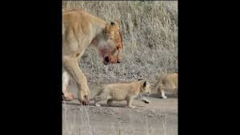 Cute baby lion cub