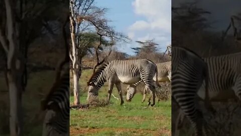 The Most Endangered Zebra Species in the World! 🤔#shorts #safari #travel