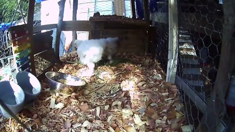 Silkie chicks eating Curly Dock 4