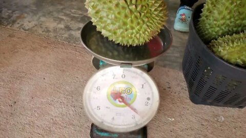 Weighing Durian