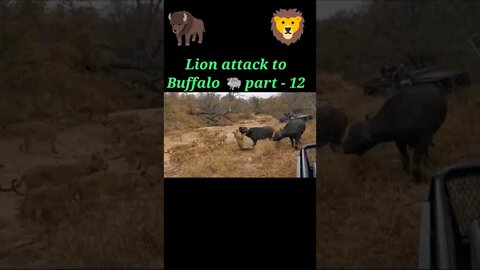 Lion attack to buffalo 2022🦬 part -12#shorts #youtubeshorts