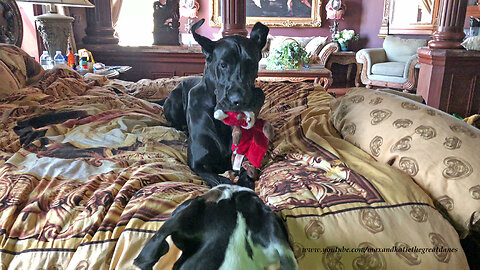 Happy Great Dane Leaps on to the Bed with her Toy