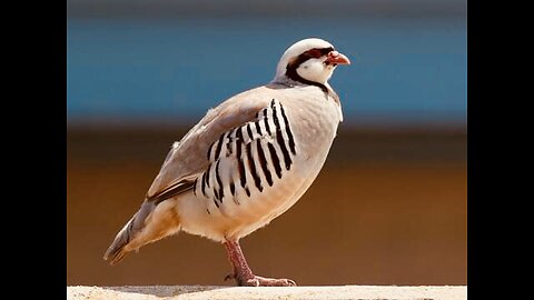 5 Fun Facts About The Chukar