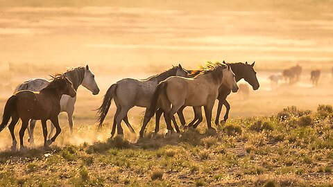 Onaqui Wild Horses Running in Utah Episode 21 Wild Wonders of America by Karen King