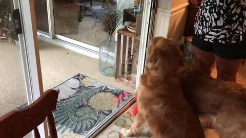 Golden retriever pals in the pool on National Dog Day!