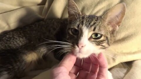 Cat Purring ASMR 1 Hour