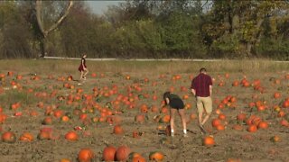 Families enjoy weekend warm up at pumpkin patch and apple orchard