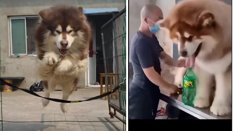 Hug dog looks so happy while taking bath