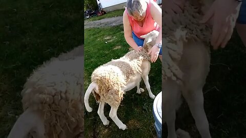 Helping My Katahdin Hair Sheep Ram Shed its Winter Coat