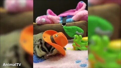 🤭😂🤣 Animali divertenti per bambini e adulti | prova a non ridere 🤭😂🤣