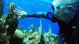 Giant Fish Follows Scuba Divers To Get His Chin Rubbed