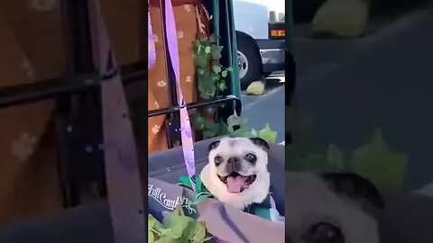 Watch Oregon pugs don Taylor Swift costumes for annual 'Pug Crawl' #shorts #bizarrenews