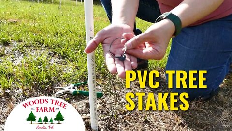 Staking Trees With PVC Pipe & Rubber Bands