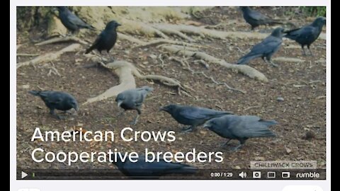 American Crow Corvus brachyrhynchos