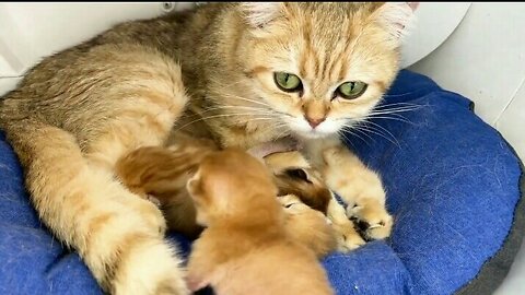 Little cats yowl boisterously when mother feline awakens them