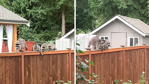 Raccoon Family Make An Unexpected Visit To This Backyard