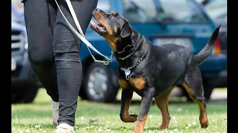 How to train you dog with a collar with remote!