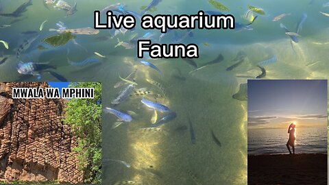 Malawi live aquarium|Fish habitat|Cape Maclear