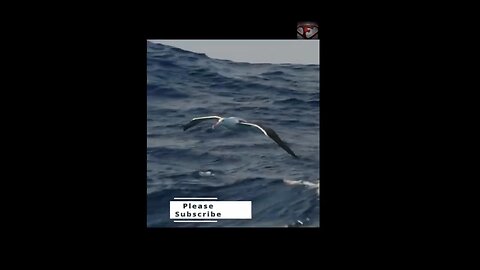 The Albatross Facts #shorts #interestingfacts #animals