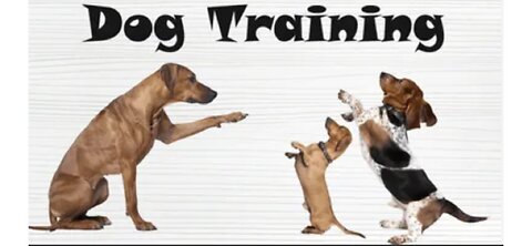 Dog training