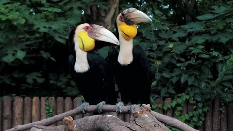 Pair of wreathed hornbill, Scientific name Rhyticeros undulatus birds at zoo