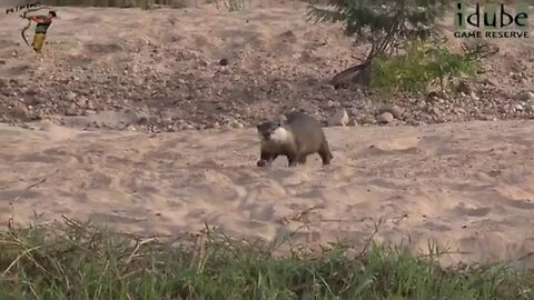 Cape Clawless Otter