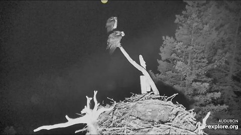 Steve, who never sleeps on the nest perch, and Lady were awoken by a GHO.4-26-20