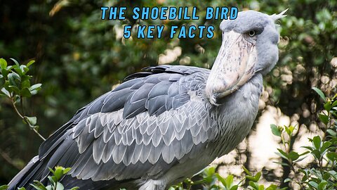 Mysterious Creatures: Exploring the Enigma of the Shoebill Bird 🌍