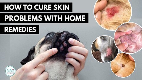 HOW TO TREAT THESE 5 SKIN INFECTION IN DOGS 🐕 WITH HOME REMEDIES.